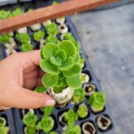Coleus Hadiensis – My Succulents – Mysucculents (4)