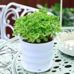 Coleus Hadiensis – My Succulents – Mysucculents (4)