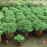 Coleus Hadiensis – My Succulents – Mysucculents (4)