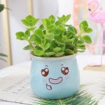 Coleus Hadiensis – My Succulents – Mysucculents (4)