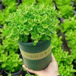 Coleus Hadiensis – My Succulents – Mysucculents (4)
