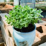 Coleus Hadiensis – My Succulents – Mysucculents (4)