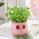 Coleus Hadiensis – My Succulents – Mysucculents (4)