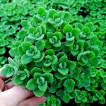 Coleus Hadiensis – My Succulents – Mysucculents (4)