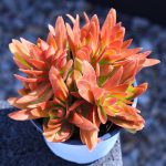 Crassula Capitella Campfire – My Succulents – Mysucculents (3)