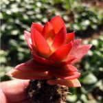 Crassula Capitella Campfire – My Succulents – Mysucculents (3)