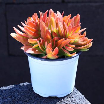 Crassula Capitella Campfire