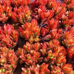 Crassula Capitella Campfire – My Succulents – Mysucculents (3)