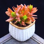 Crassula Capitella Campfire – My Succulents – Mysucculents (3)