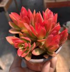 Crassula Capitella Campfire – My Succulents – Mysucculents (3)