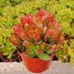 Crassula Capitella Campfire – My Succulents – Mysucculents (3)