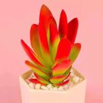Crassula Capitella Campfire – My Succulents – Mysucculents (3)