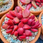Crassula Clavata- My Succulents – Mysucculents (5)