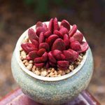 Crassula Clavata- My Succulents – Mysucculents (5)