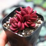 Crassula Clavata- My Succulents – Mysucculents (5)