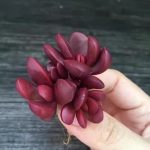Crassula Clavata- My Succulents – Mysucculents (5)