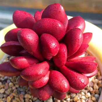 Crassula Clavata