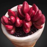 Crassula Clavata- My Succulents – Mysucculents (5)