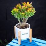 Crassula Obliqua Gollum – My Succulents – Mysucculents (7)