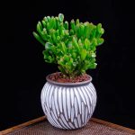 Crassula Obliqua Gollum – My Succulents – Mysucculents (7)