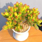 Crassula Obliqua Gollum – My Succulents – Mysucculents (7)