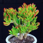 Crassula Obliqua Gollum – My Succulents – Mysucculents (7)
