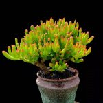 Crassula Obliqua Gollum – My Succulents – Mysucculents (7)