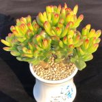 Crassula Obliqua Gollum – My Succulents – Mysucculents (7)