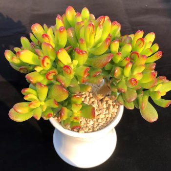 Crassula Obliqua Gollum