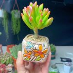 Crassula Obliqua Gollum – My Succulents – Mysucculents (7)