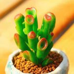 Crassula Obliqua Gollum – My Succulents – Mysucculents (7)
