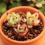 Echeveria Agavoides Ebony – My Succulents – Mysucculents (4)