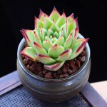 Echeveria Agavoides Ebony – My Succulents – Mysucculents (4)