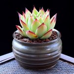 Echeveria Agavoides Ebony – My Succulents – Mysucculents (4)