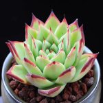 Echeveria Agavoides Ebony – My Succulents – Mysucculents (4)