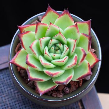 Echeveria Agavoides Ebony