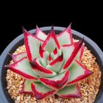 Echeveria Agavoides Ebony – My Succulents – Mysucculents (4)