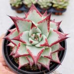 Echeveria Agavoides Ebony – My Succulents – Mysucculents (4)
