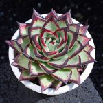 Echeveria Agavoides Ebony – My Succulents – Mysucculents (4)