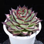 Echeveria Agavoides Ebony – My Succulents – Mysucculents (4)