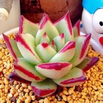 Echeveria Agavoides Ebony – My Succulents – Mysucculents (4)