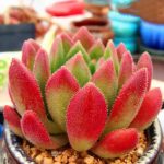 Echeveria Bella – My Succulents – Mysucculents (10)