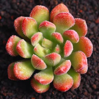 Echeveria Bella