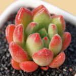 Echeveria Bella – My Succulents – Mysucculents (10)