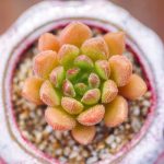 Echeveria Bella – My Succulents – Mysucculents (10)