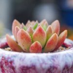 Echeveria Bella – My Succulents – Mysucculents (10)