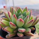 Echeveria Bella – My Succulents – Mysucculents (10)