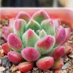 Echeveria Bella – My Succulents – Mysucculents (10)