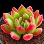 Echeveria Bella – My Succulents – Mysucculents (10)