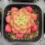 Echeveria Bella – My Succulents – Mysucculents (10)